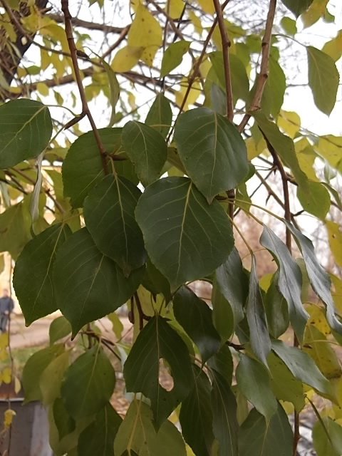 Image of Populus simonii specimen.