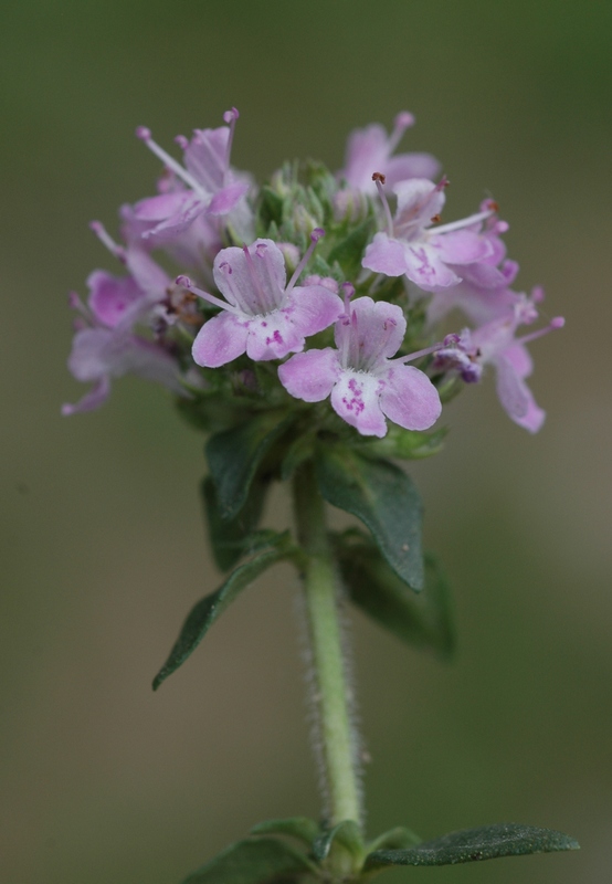 Image of Thymus seravschanicus specimen.