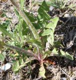 Taraxacum ostenfeldii. Нижняя часть побега с прикорневой розеткой листьев. Окрестности Санкт-Петербурга, нижняя часть склона Кирхгофской возвышенности, низкотравный замоховелый кальцефитный луг. 14.05.2011.