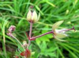 Geranium pratense. Часть соцветия с отцветшими цветками. Ярославская обл., Переславский р-н, с. Елизарово, берег р. Шаха. 09.07.2011.