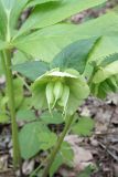 Helleborus caucasicus