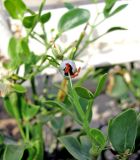 Image of taxon representative. Author is Владимир Папченков