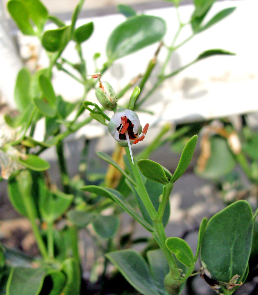Image of Zygophyllum fabago specimen.