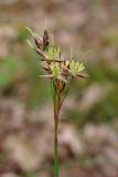 Luzula forsteri. Соцветие. Южный Берег Крыма, северный склон горы Аю-Даг. 14 апреля 2012 г.