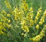 Verbascum marschallianum