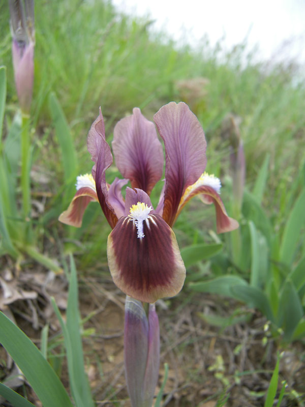 Изображение особи Iris scariosa.