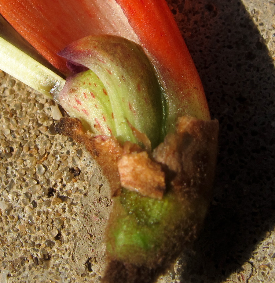 Image of Erythrina corallodendron specimen.