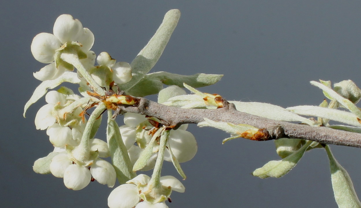 Изображение особи Pyrus salicifolia.