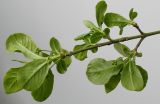 Euonymus europaeus. Верхушка веточки с молодыми побегами и бутонами (видна обратная сторона листьев). Германия, г. Кемпен, в культуре. 27.04.2012.