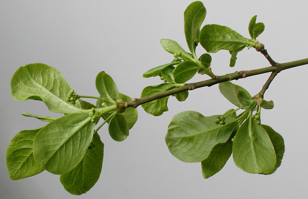 Изображение особи Euonymus europaeus.