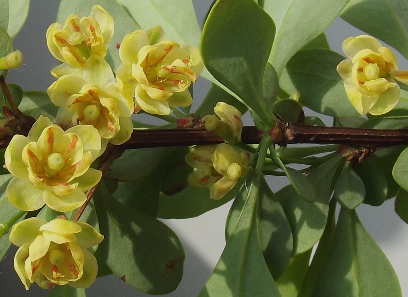 Image of Berberis thunbergii specimen.