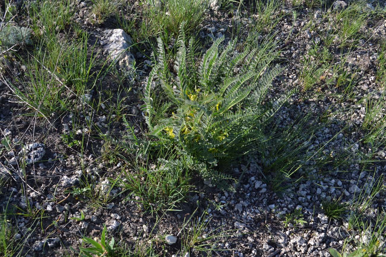 Изображение особи Astragalus henningii.