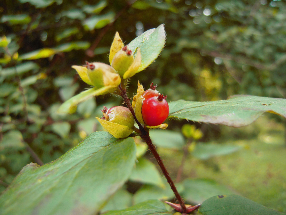 Image of Lonicera ferdinandi specimen.