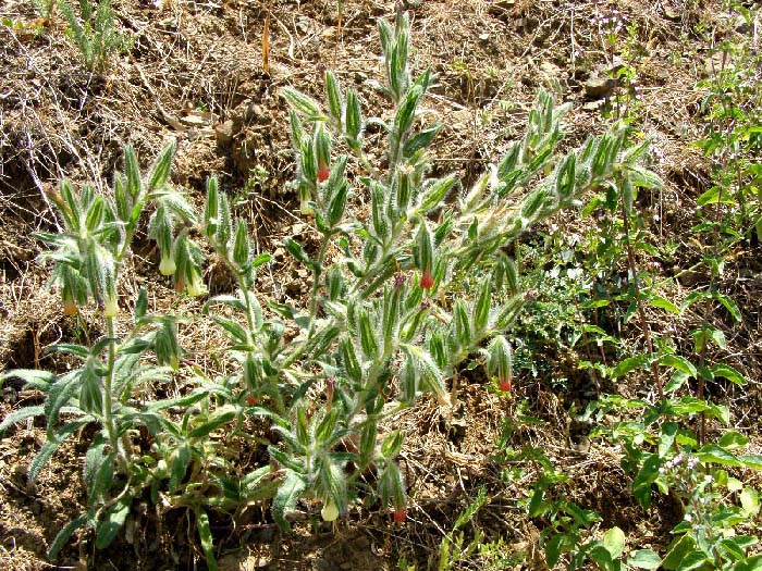Image of Onosma dichroantha specimen.