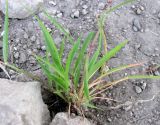Eragrostis minor. Нижняя часть растения. Зап. Крым, г. Саки, территория детского оздоровительного лагеря \"Прибрежный\". 30.08.2011.