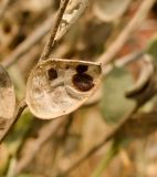 Fibigia clypeata