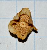 Image of taxon representative. Author is Татьяна Мальчинская