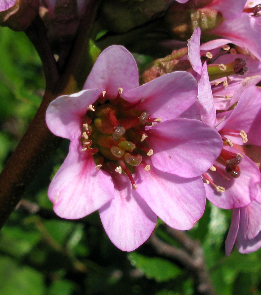 Image of Bergenia crassifolia specimen.