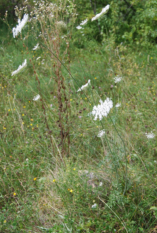 Image of Daucus carota specimen.