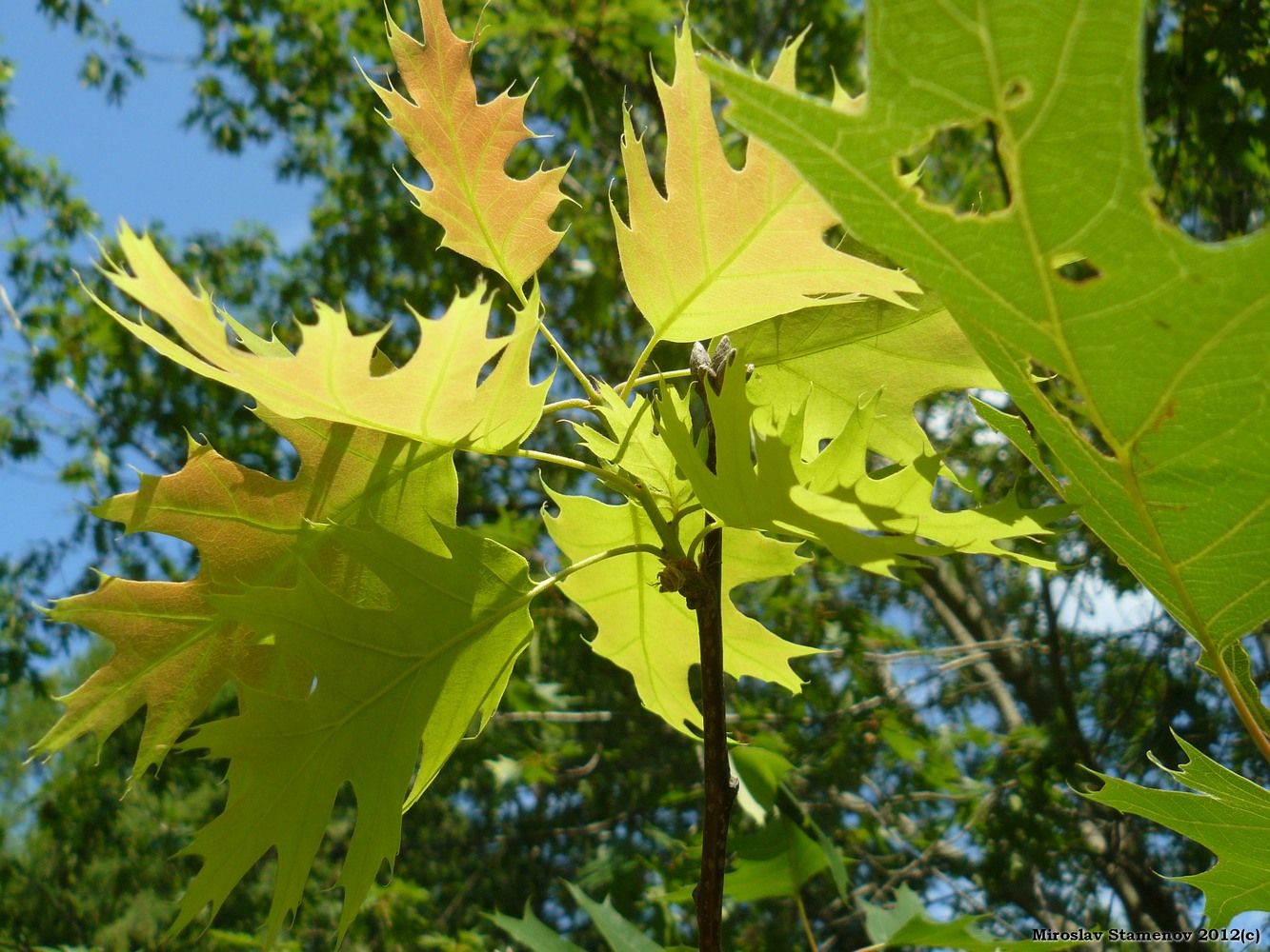 Image of Quercus rubra specimen.