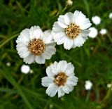 Achillea ptarmica