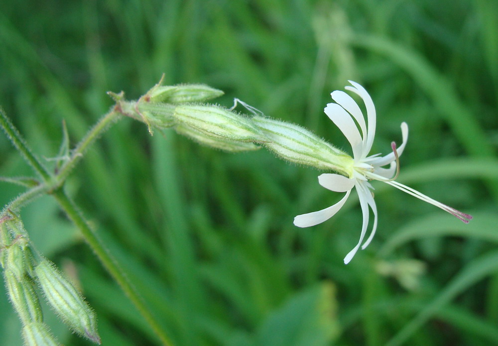 Изображение особи Silene nutans.