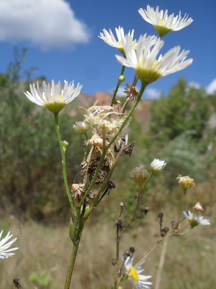 Image of Erigeron annuus specimen.