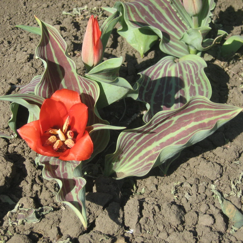 Image of genus Tulipa specimen.