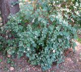 Symphoricarpos albus var. laevigatus