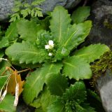 Arabis alpina