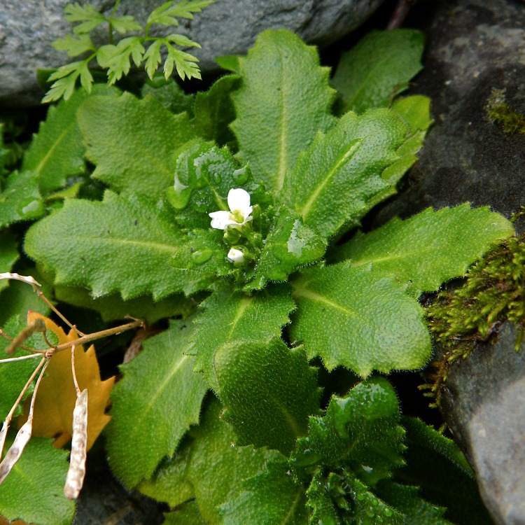 Image of Arabis alpina specimen.