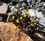 Crepis jacutica