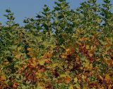Platanus × acerifolia