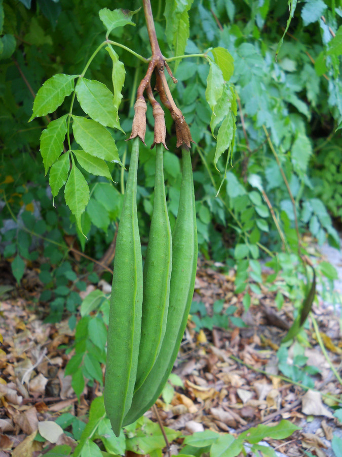 Image of Campsis radicans specimen.