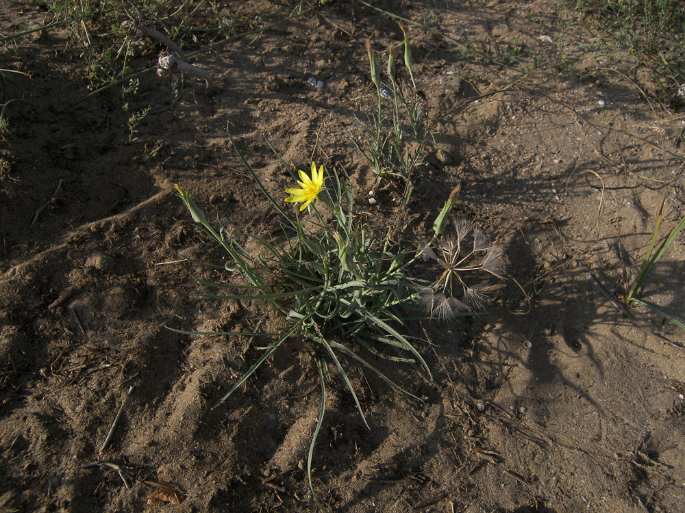 Изображение особи Tragopogon serotinus.