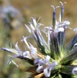 Echinops ritrodes. Часть соцветия. Копетдаг, Чули. Июнь 2012 г.
