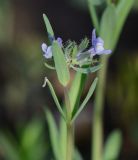 Linaria micrantha