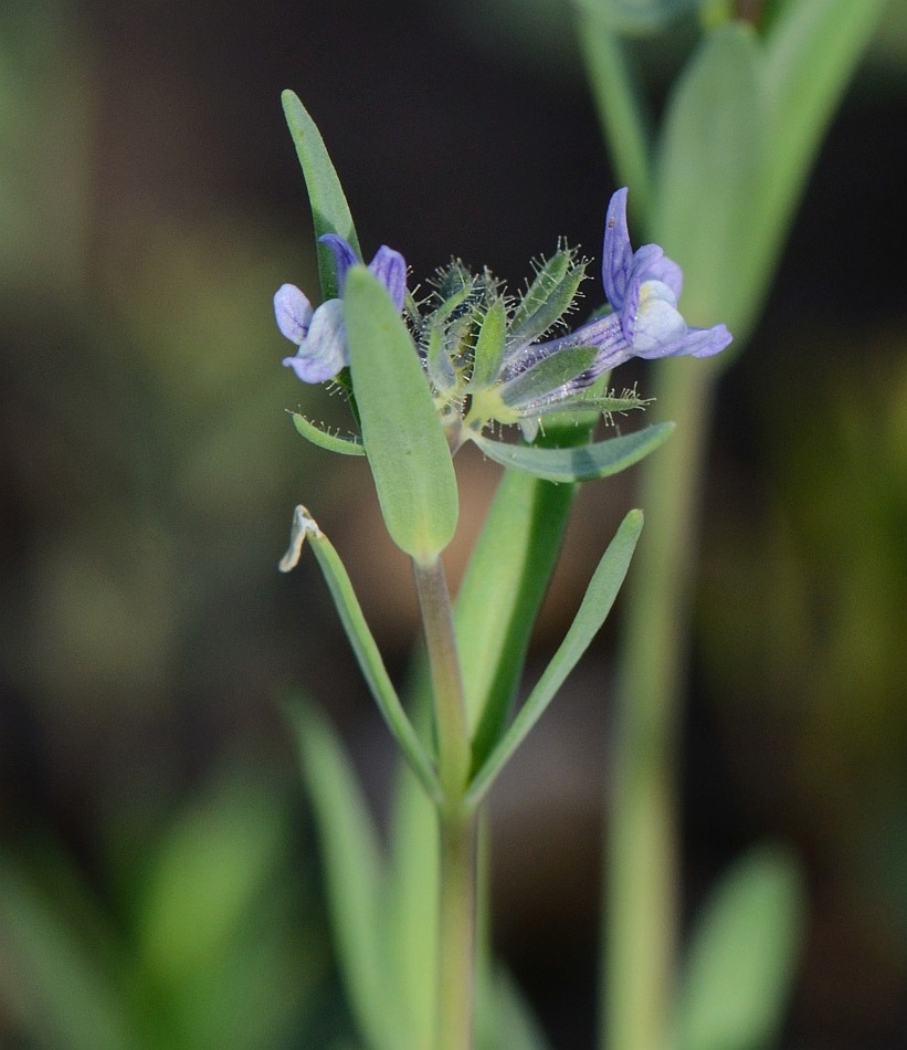 Image of Linaria micrantha specimen.