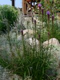 Liatris spicata