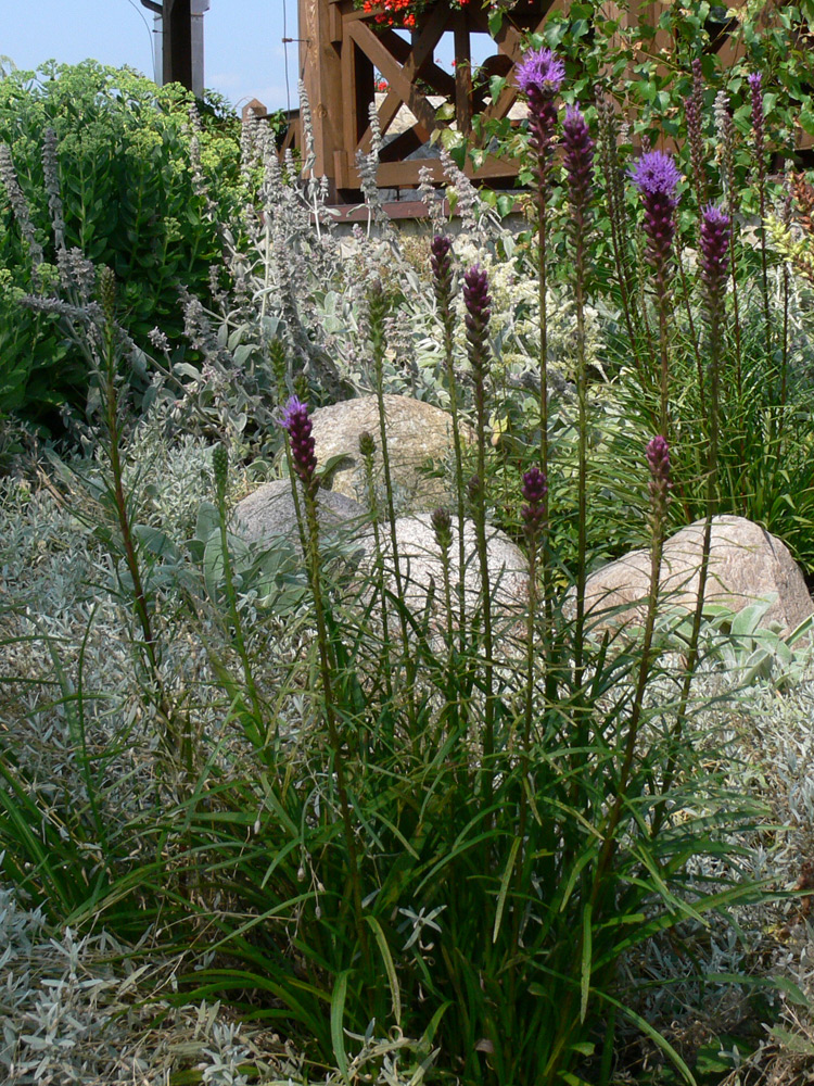 Image of Liatris spicata specimen.