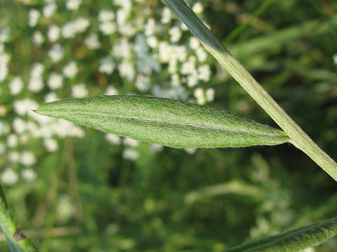 Image of Xeranthemum annuum specimen.