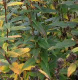 Helianthus grosseserratus