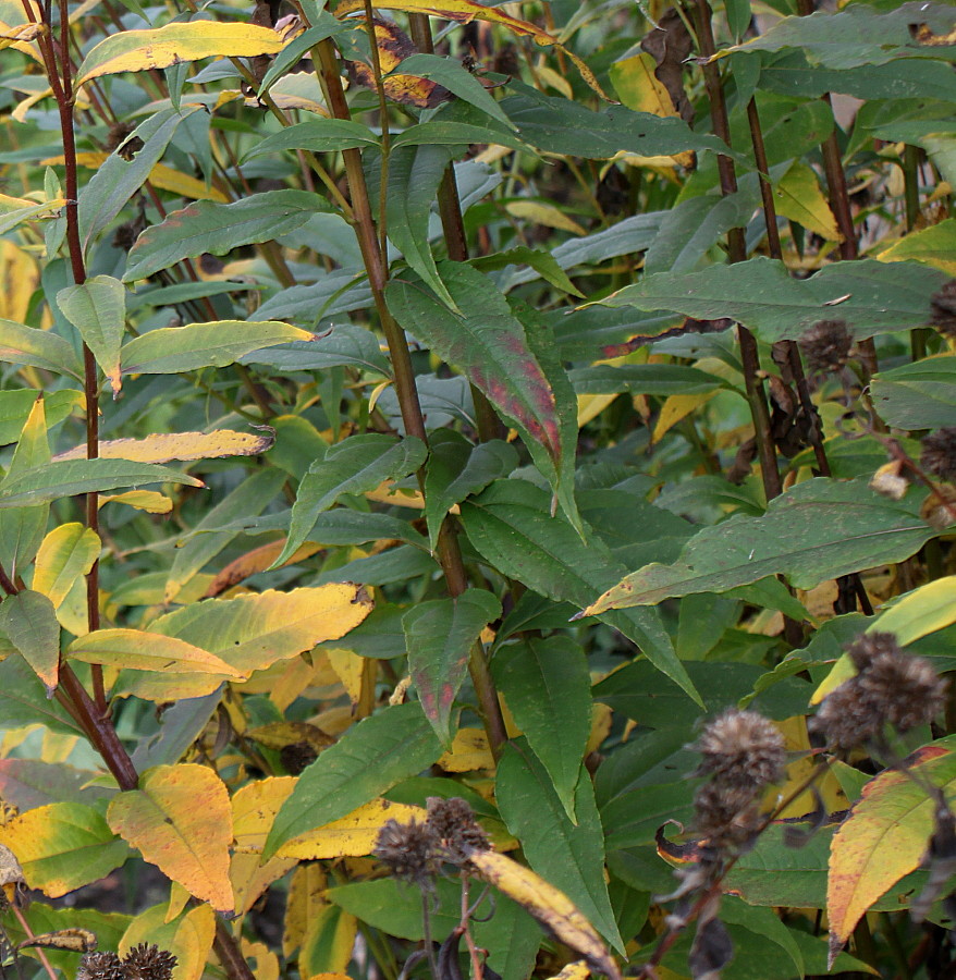 Image of Helianthus grosseserratus specimen.