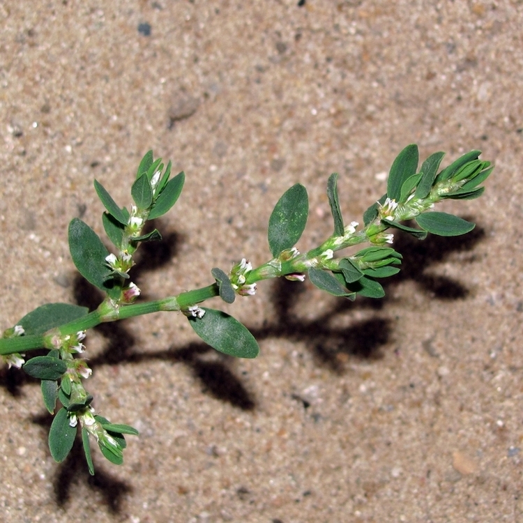 Изображение особи Polygonum arenastrum.