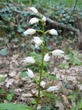 Cephalanthera longifolia. Соцветие. Крым, Ялта, окр. водопада Учан-су. 16.05.2009.