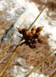 Juncus acutus