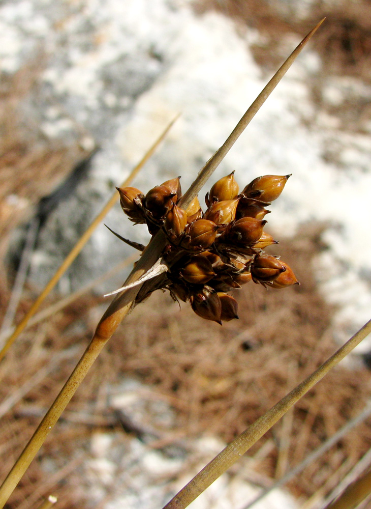 Image of Juncus acutus specimen.