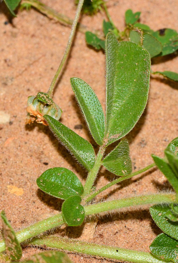 Изображение особи Hymenocarpos circinnatus.