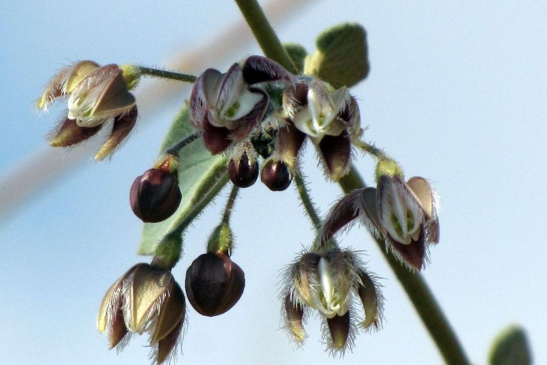 Image of Pergularia tomentosa specimen.