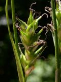 Carex michelii